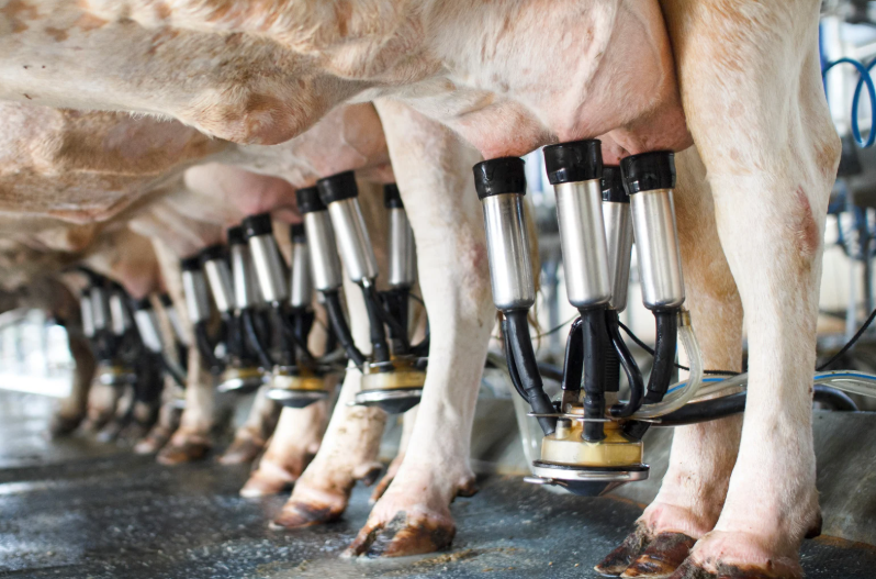 trayon traite vache laitière