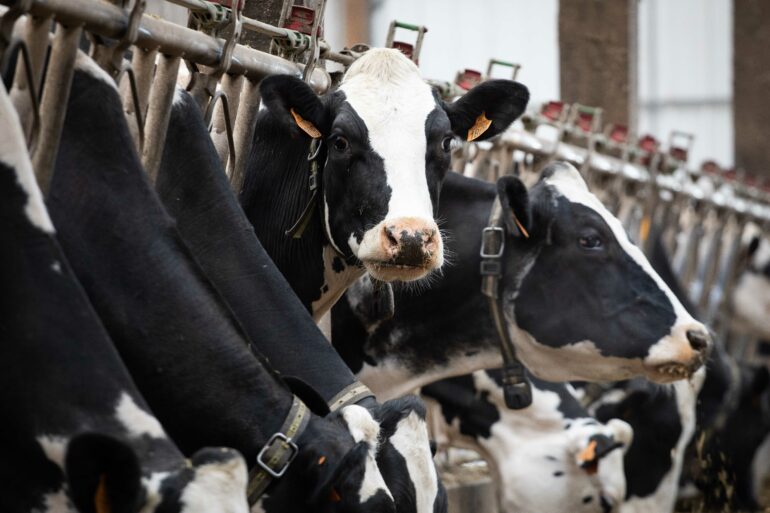 Vache Prim'Holstein en cornadis avec monitoring