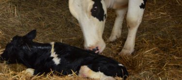 Conseils en reproduction pour les bovins