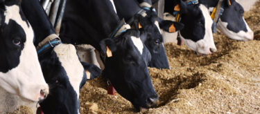 Comment optimiser la ration hivernale de mon troupeau ?