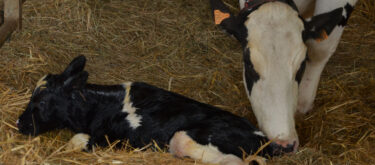 Comment tester et congeler du colostrum pour les veaux?