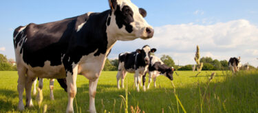 acidose vache