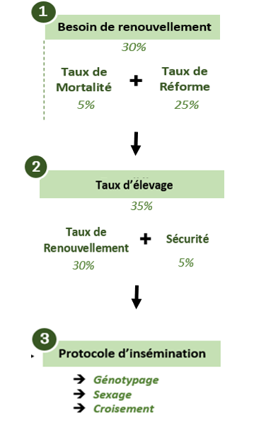 Schéma Protocole Insémination