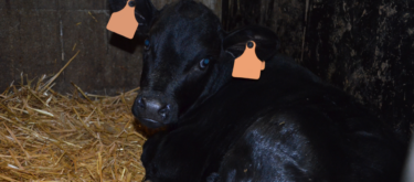 VEAU NOIR