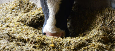 équilibrer la ration de vos vaches en analysant vos fourrages
