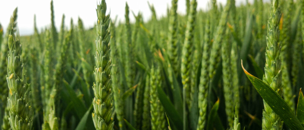Améliorer son autonomie fourragère en agriculture biologique