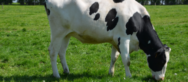 baisser-age-velage-genisses