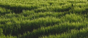 Herbe