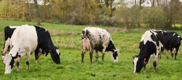 Comment utiliser efficacement le pâturage pour les vaches laitières ? Tous nos conseils nutrition