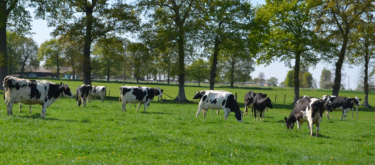 Vaches pâturage