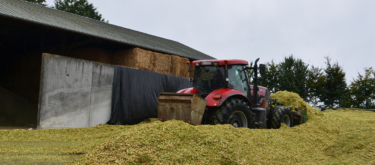mycotoxines-mais-ensilage
