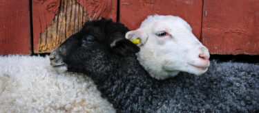 l’élevage ovins viande