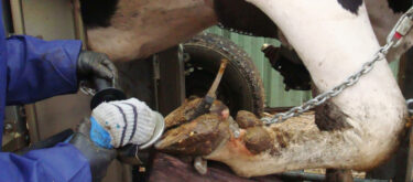 Parage des pieds, soyez vigilants