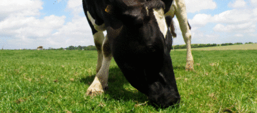 conseils pour réussir la saison paturage en bovins laitiers et bovins allaitants,