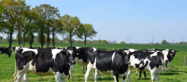 pature-genisses-economie