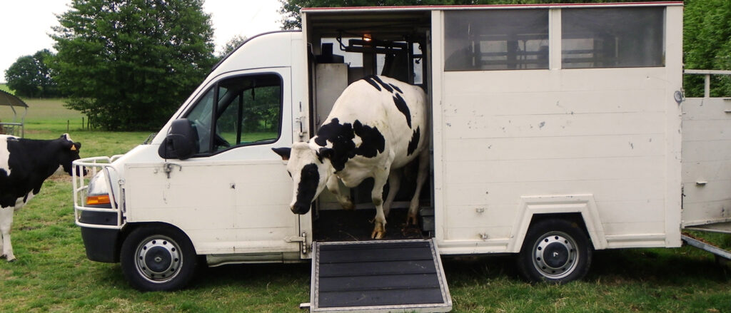 Tout savoir sur la pesée des vaches et des bovins en croissance