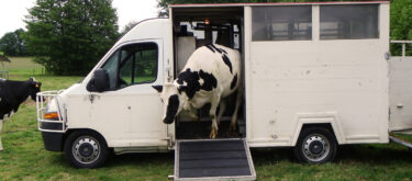 Tout savoir sur la pesée des vaches et des bovins en croissance