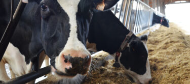 Comment prévenir l’acidose de vos vaches ?