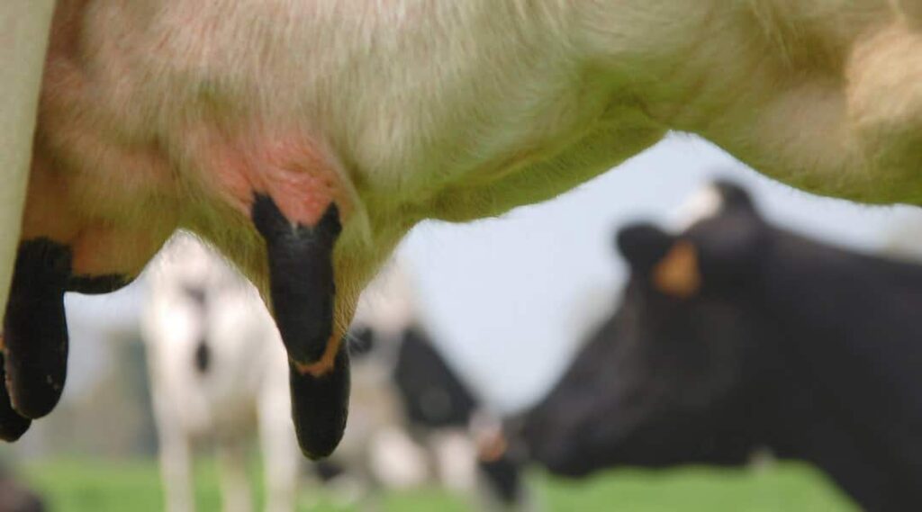 pis de vache