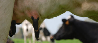 La prévention au tarissement chez les vaches