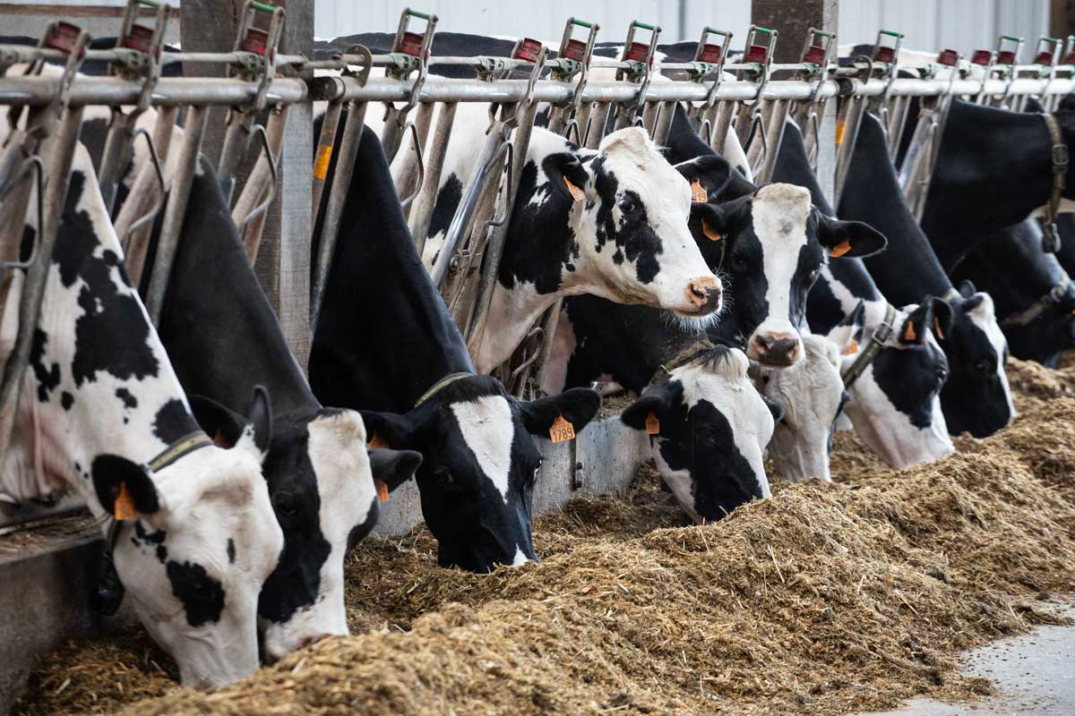 Lait Vache