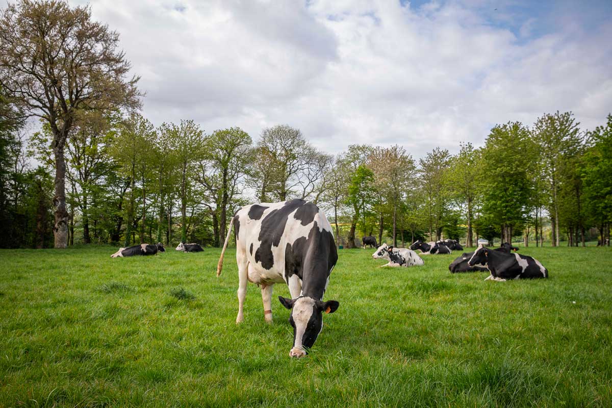 Prim'Holstein
