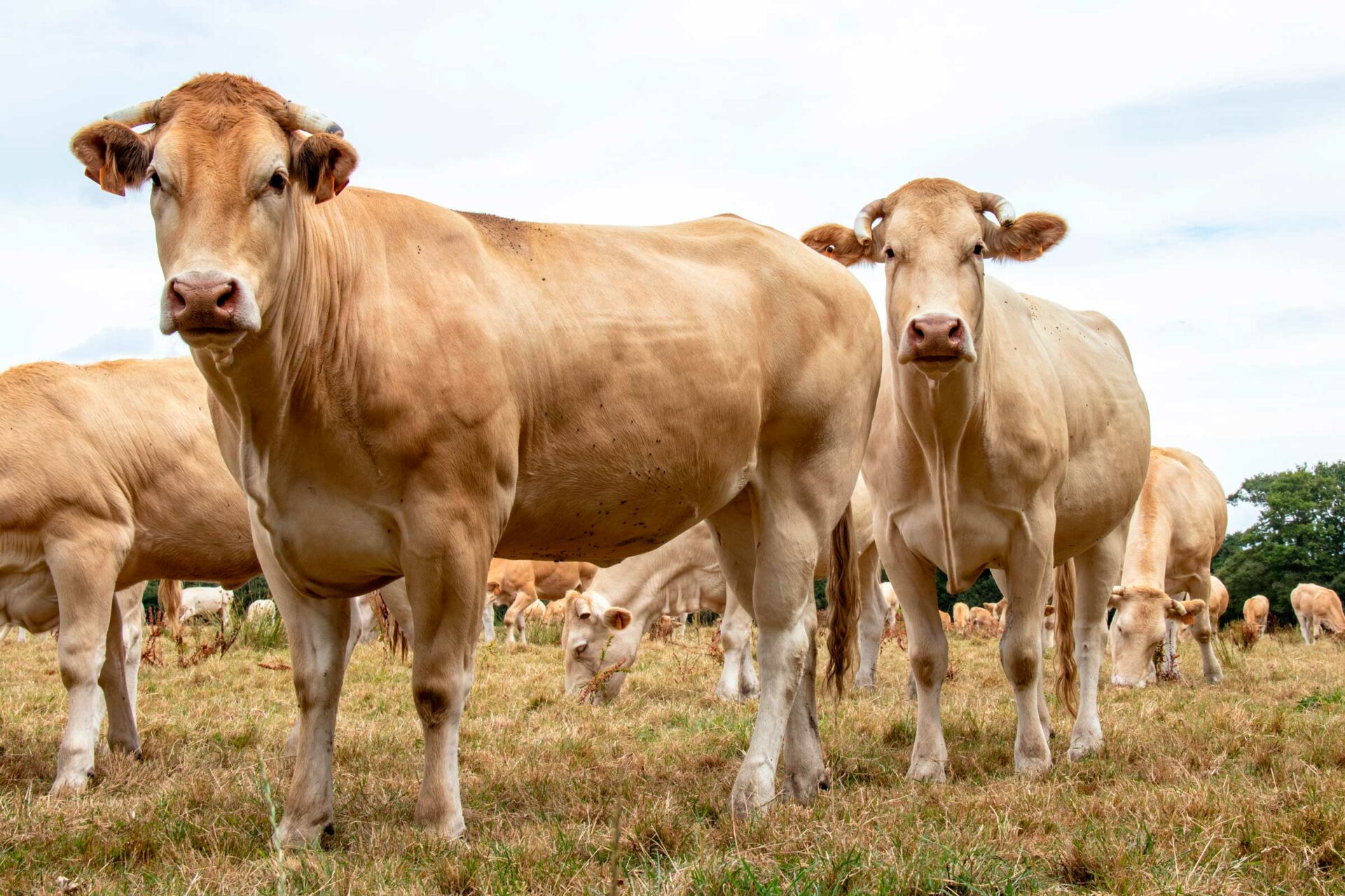 Vache Allaitante