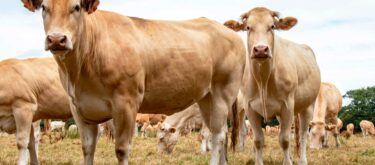 Vache Allaitante