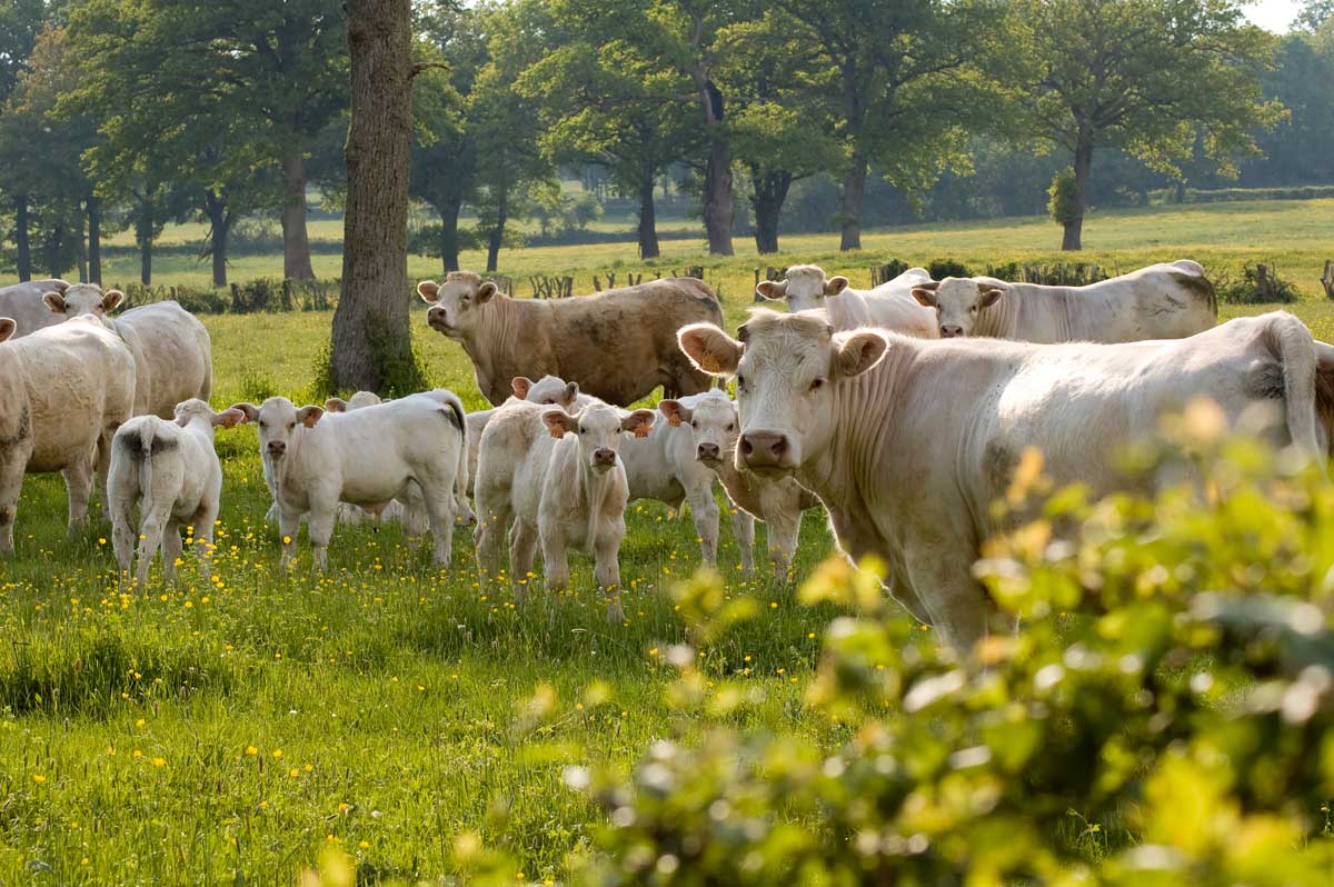 vache allaitante