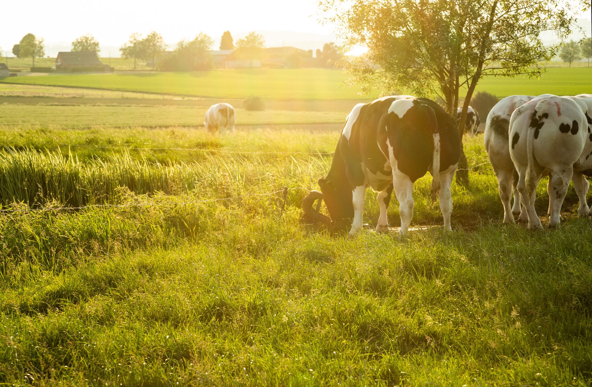 Herd of belgian blue cows graze on the open green meadows at sun