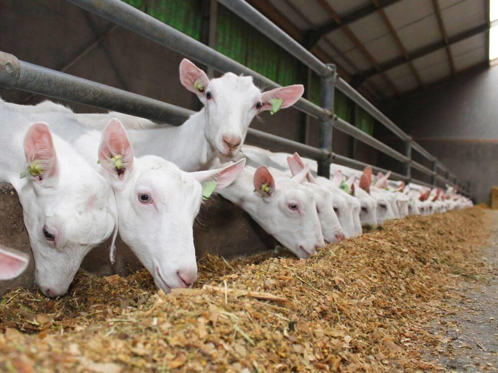 Chèvres consommant des aliments dans un bâtiment d'élevage