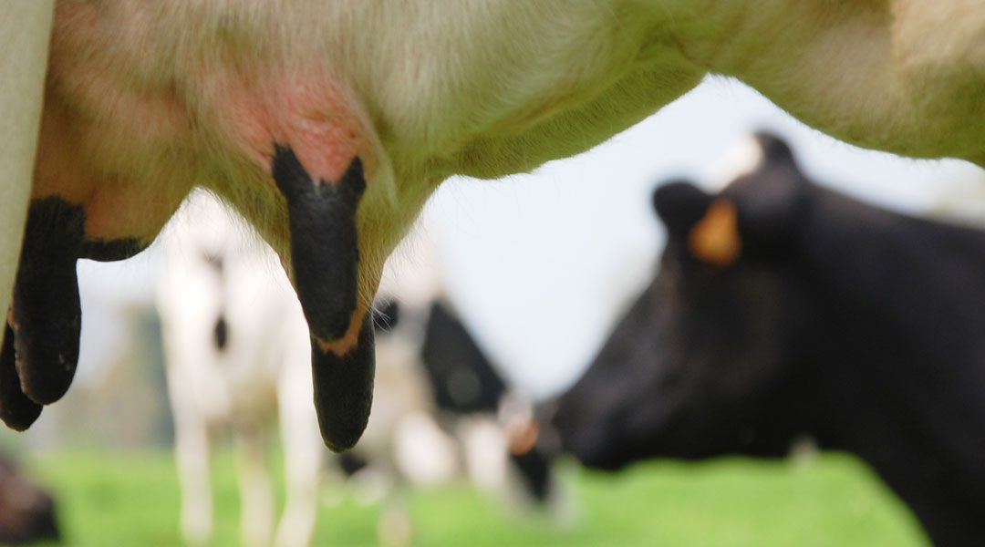 Deux nouvelles analyses : URÉE et LACTOSE