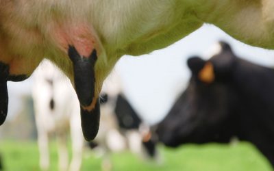 Deux nouvelles analyses : URÉE et LACTOSE