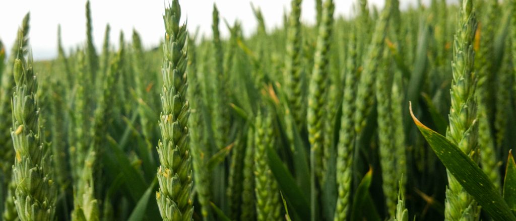 Améliorer son autonomie fourragère en agriculture biologique