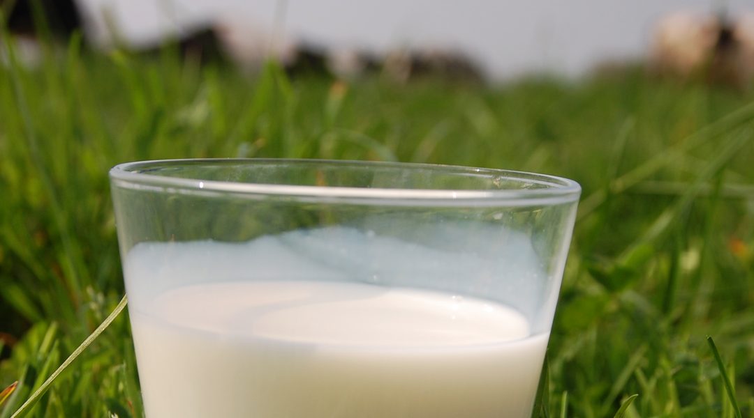 Nouvel étalon et gestion de troupeau : Comment gérer la qualité du lait à partir du mois d’avril 2021 ?