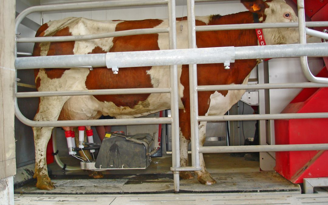 GestaTEST ou réduire l’intervalle vêlage-vêlage en détectant rapidement les vaches vides