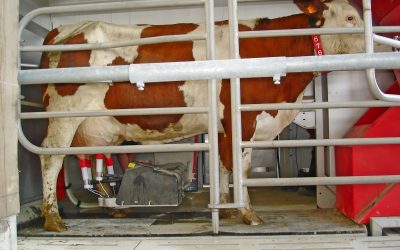 GestaTEST ou réduire l’intervalle vêlage-vêlage en détectant rapidement les vaches vides