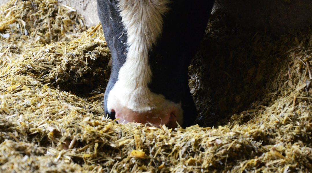 Les acides gras : des indicateurs clés pour une nutrition bovine de précision dans l’élevage laitier