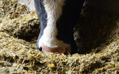 Les acides gras : des indicateurs clés pour une nutrition bovine de précision dans l’élevage laitier