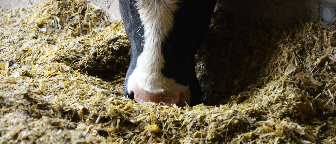 équilibrer la ration de vos vaches en analysant vos fourrages
