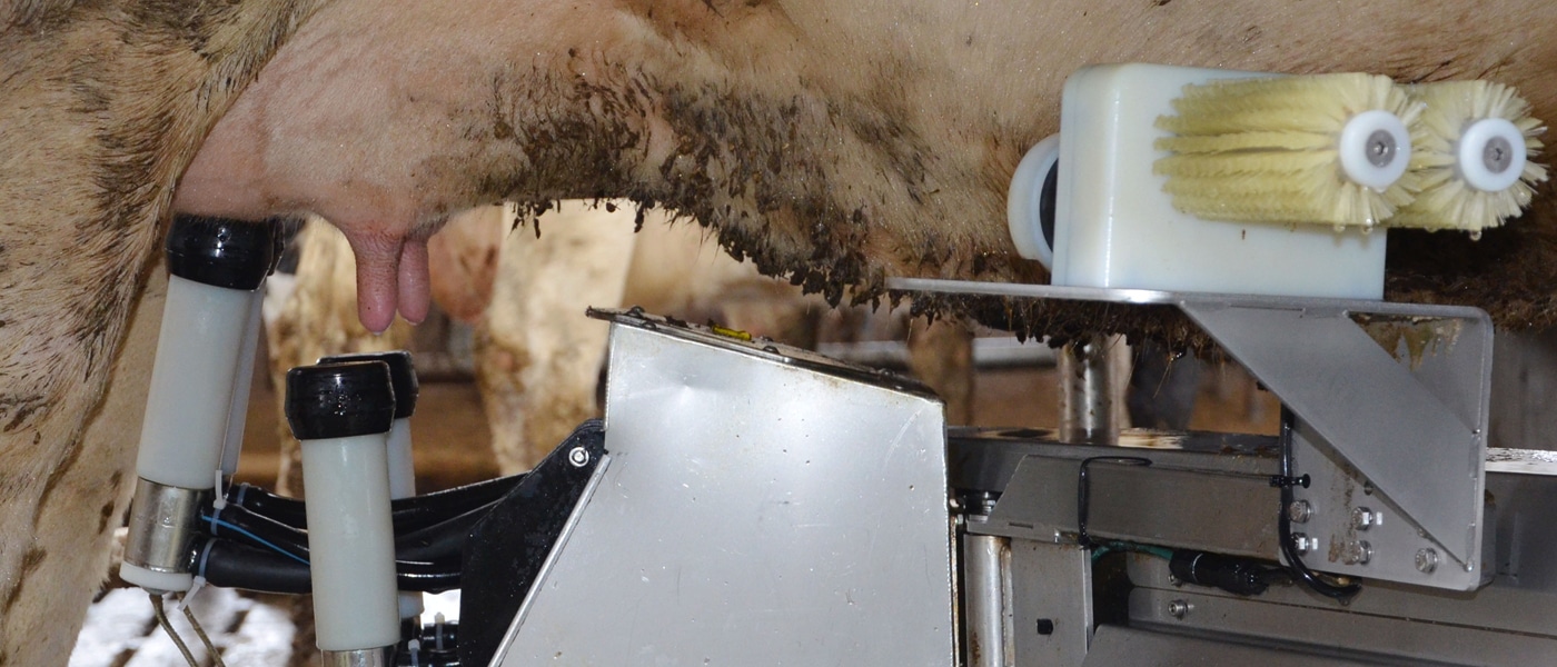 Formation élevage robotisé : optimiser le démarrage en lactation, phase clé de la production