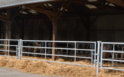 Économiser la paille sans détériorer la qualité du lait