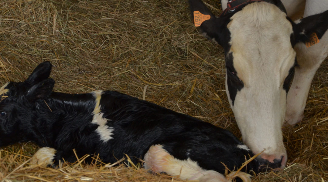 Comment tester et congeler du colostrum pour les veaux