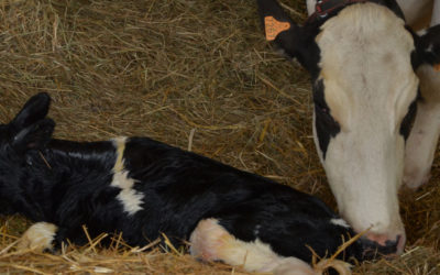 Comment tester et congeler du colostrum pour les veaux
