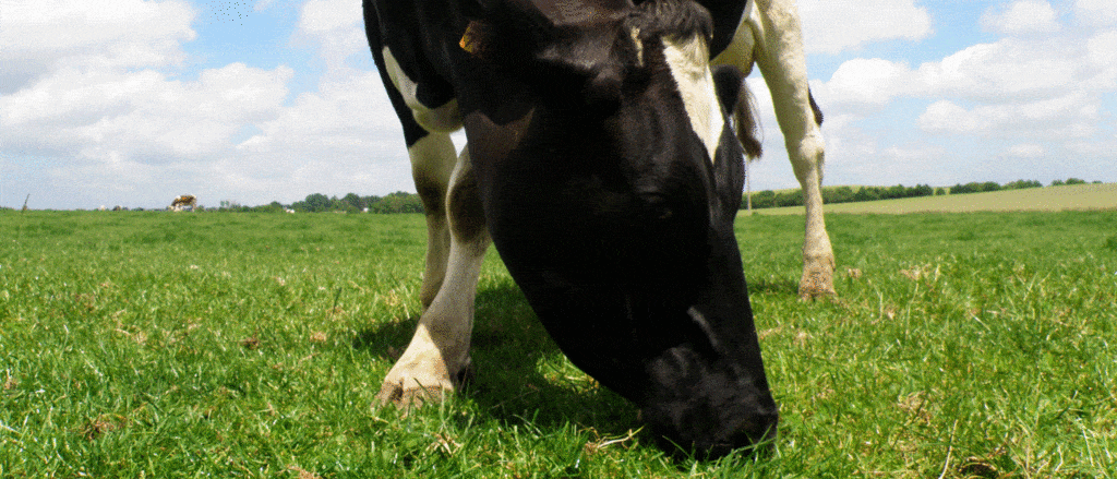 conseils pour réussir la saison paturage en bovins laitiers et bovins allaitants,