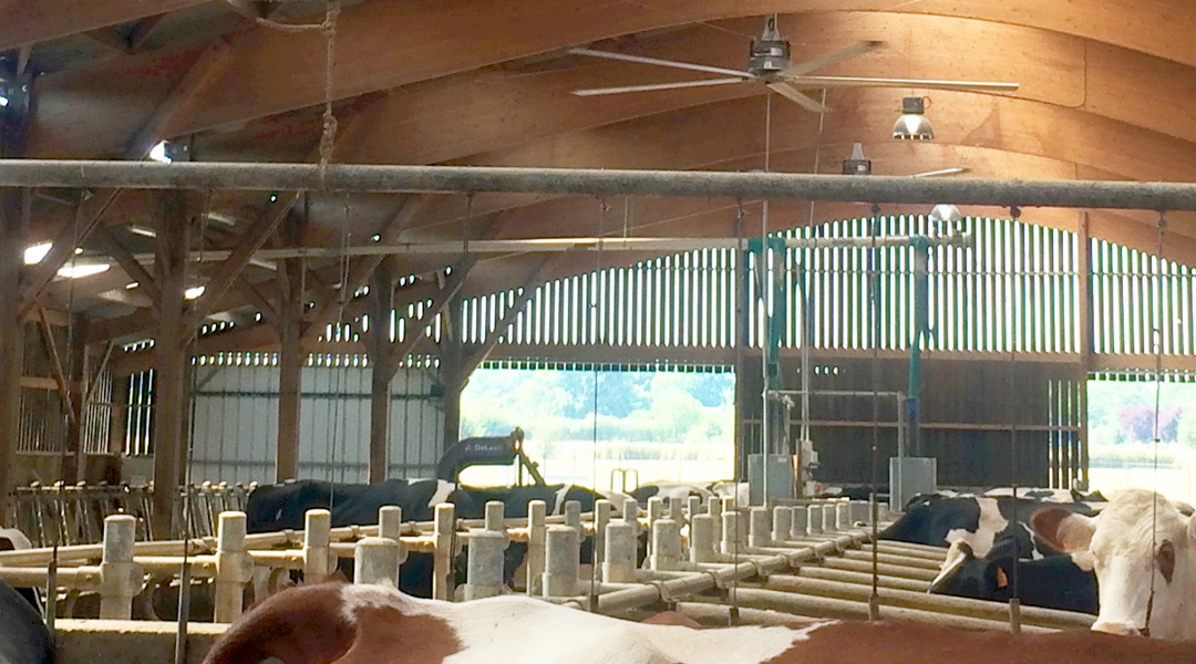 Améliorez le confort de vos vaches avec une bonne ventilation de votre bâtiment.