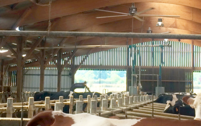 Améliorez le confort de vos vaches avec une bonne ventilation de votre bâtiment.
