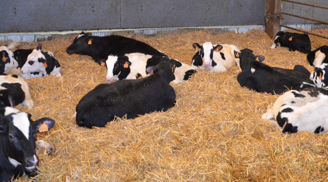 Comment lutter contre la coccidiose chez les veaux ?