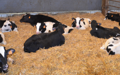 Comment lutter contre la coccidiose chez les veaux ?