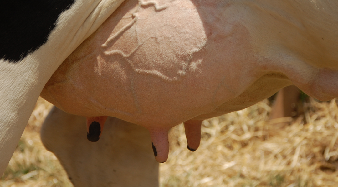 Pourquoi l’analyse des acides gras du lait affine la nutrition de votre troupeau ?